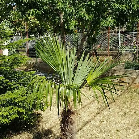 Apartman Paula * טרוגיר